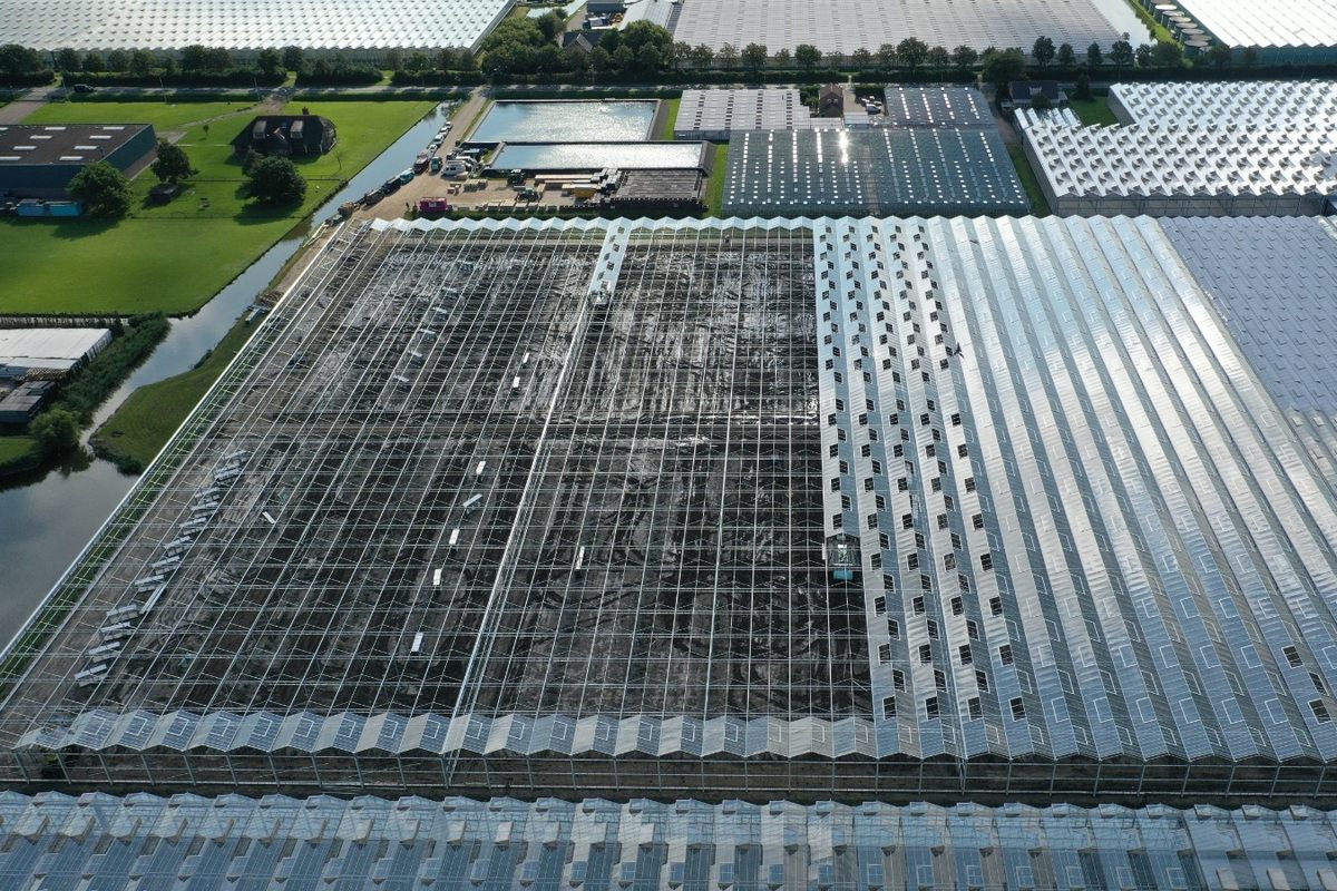 Noordam Plants 's-Gravenzande