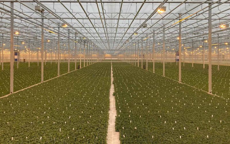 Zwirs Horti Projects | Hoogste Kwaliteit